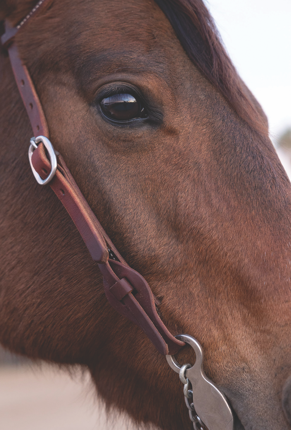Weaver Working Tack Quick Change Browband Headstall