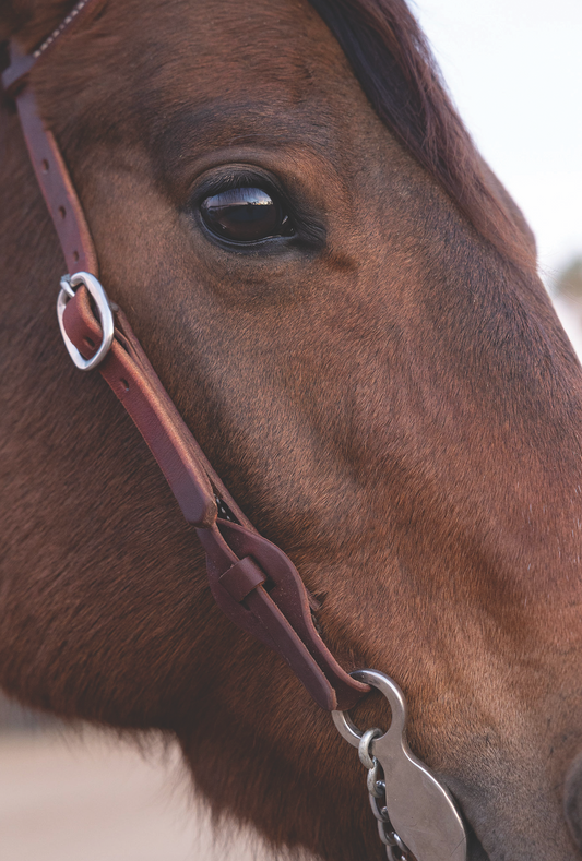 Weaver Working Tack Quick Change Browband Headstall