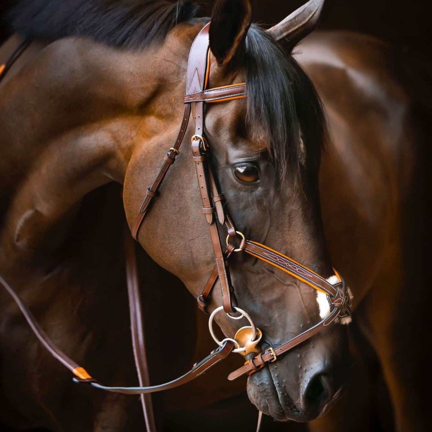 ExionPro 'Vela' Figure 8 Jumping Bridle with Reins
