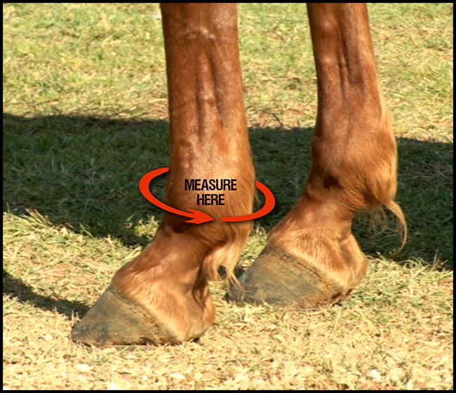 Iconoclast Orthopedic Sport Boots - Hinds Measurement