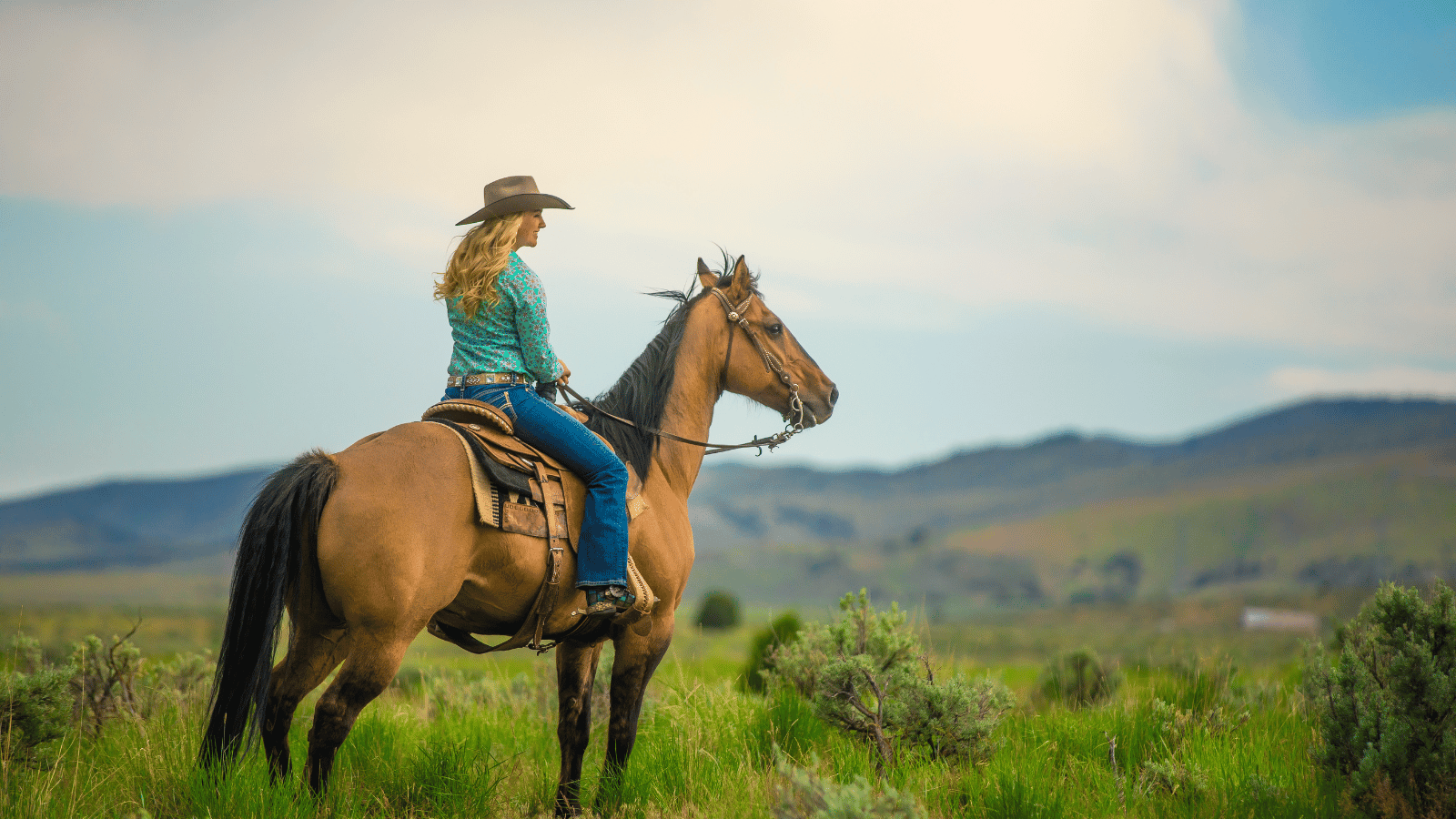 Can I Buy Used Horse Tack and Is It Safe To Do So?
