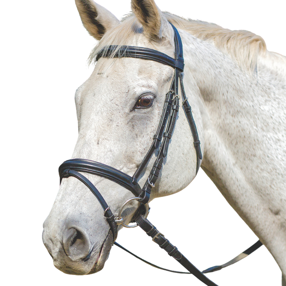 English Bridles