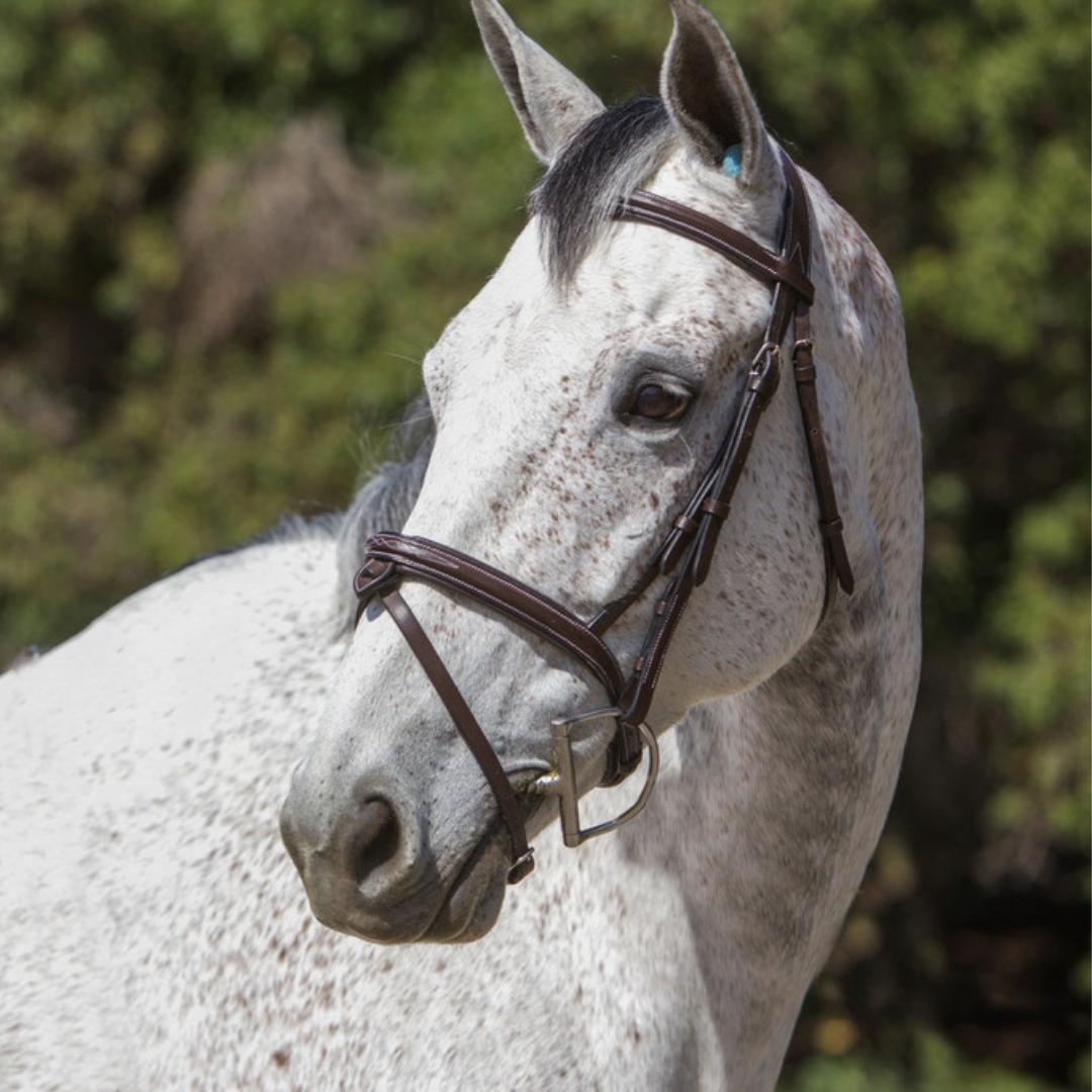 ExionPro 'Phoenix' Convertible Jumping Bridle with Removable Flash & Reins