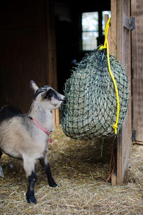 Small Hay Net