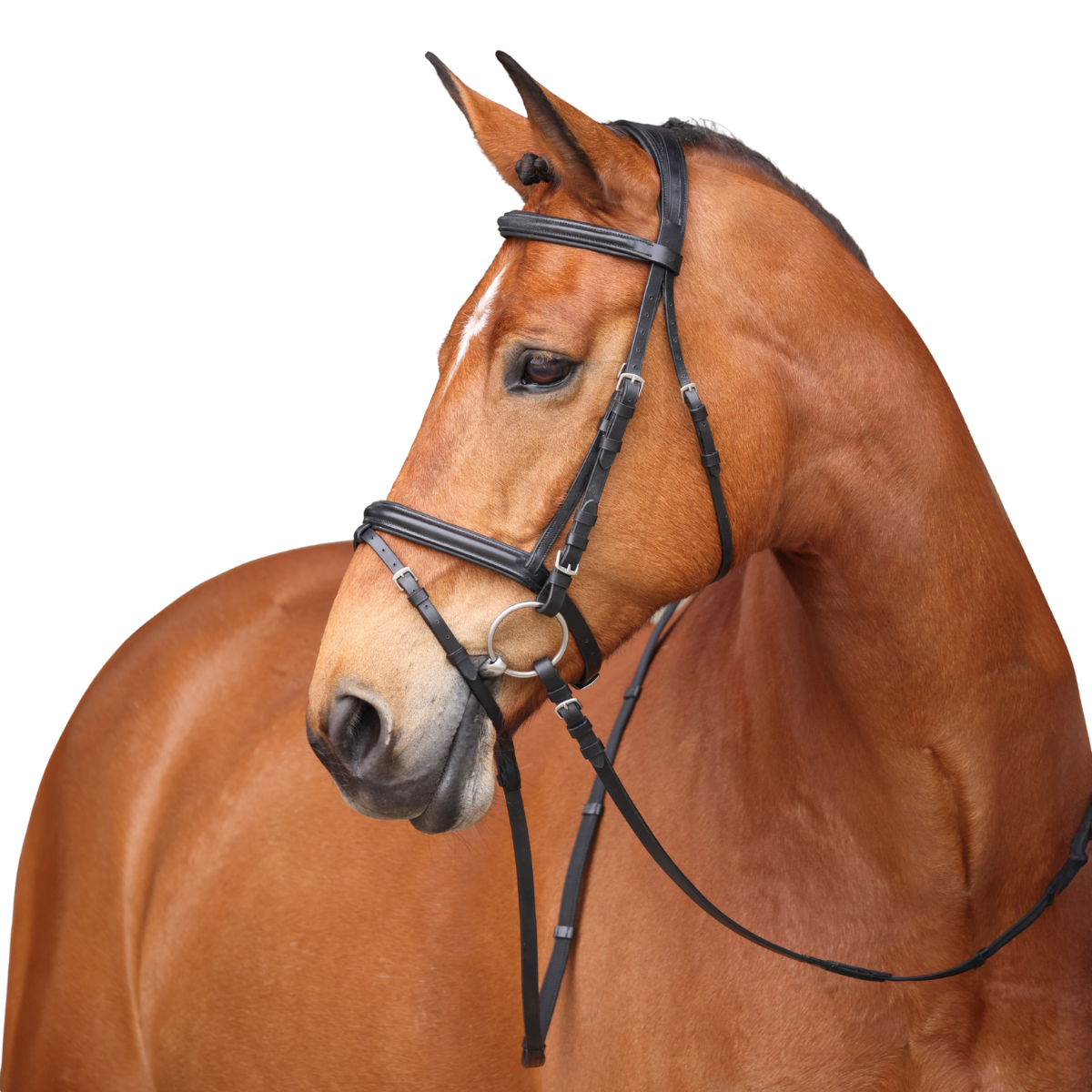 Avignon Louisville Bridle - Thumbnail 2