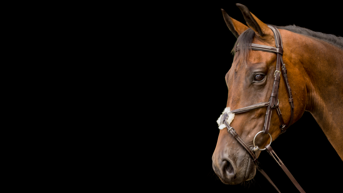 Equestrian Tack and Supplies | Horse Tack | AJ Tack – AJ Tack