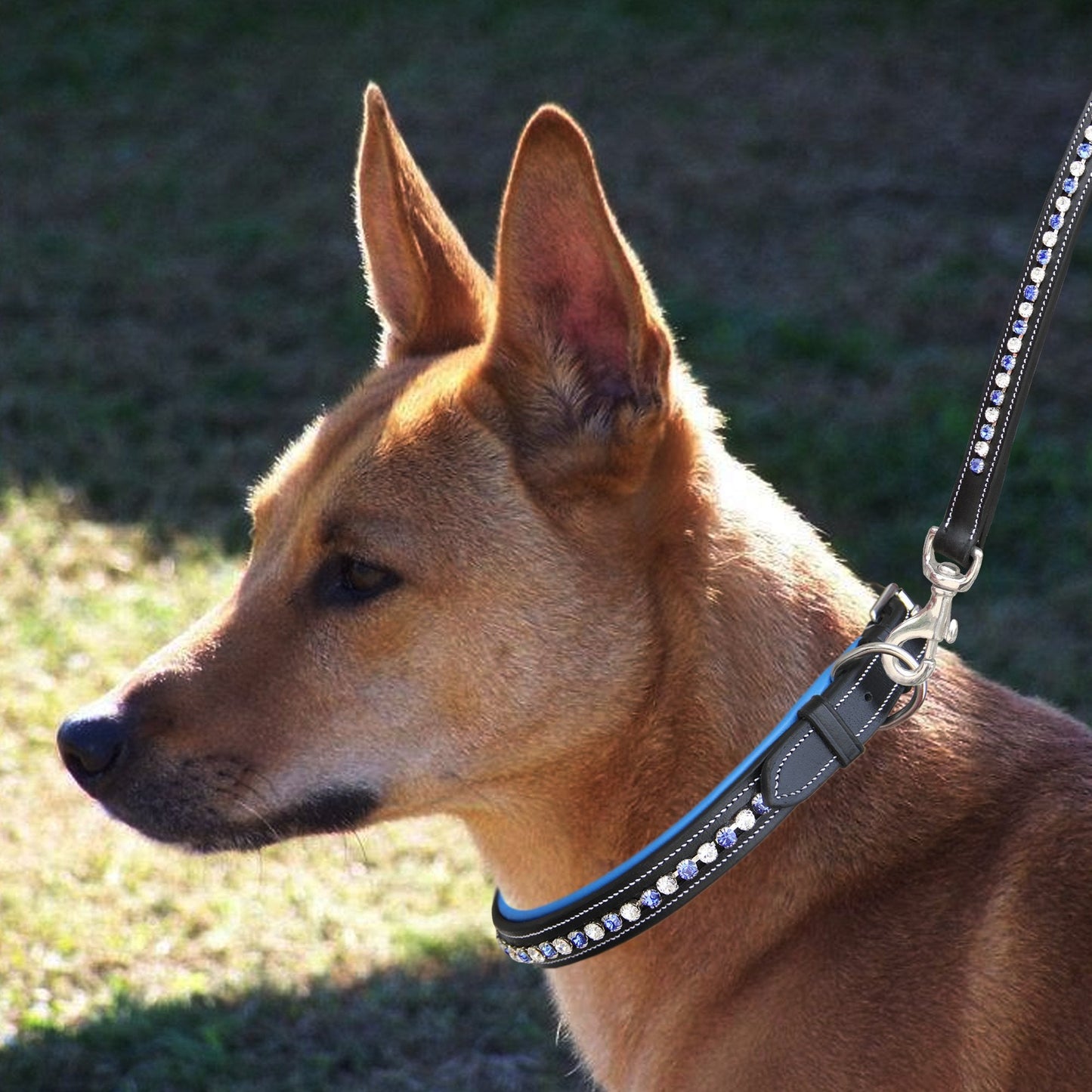 ExionPro White & Blue Bling Dog Collar With Leash