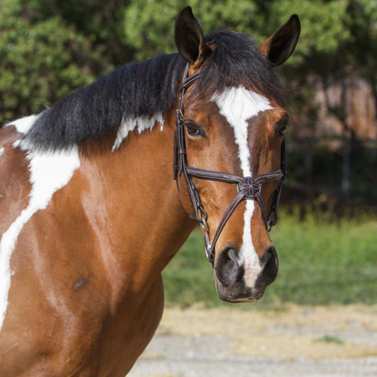 ExionPro Designer Fancy Stitched Figure 8 English Bridle With Rubber Reins