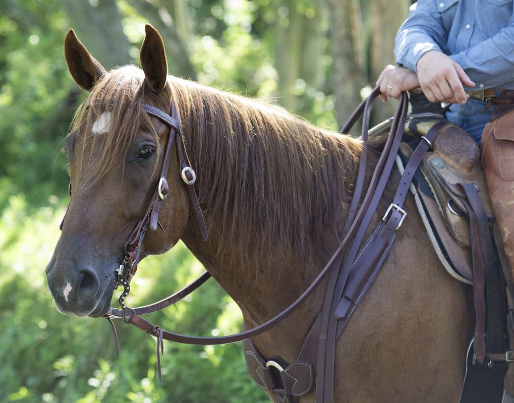 Weaver Leather Working Tack Economy Browband Headstall - 5/8"
