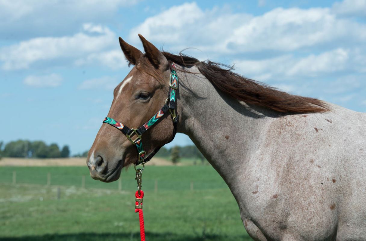 Weaver Adjustable Chin and Throat Snap Nylon Halter - Average