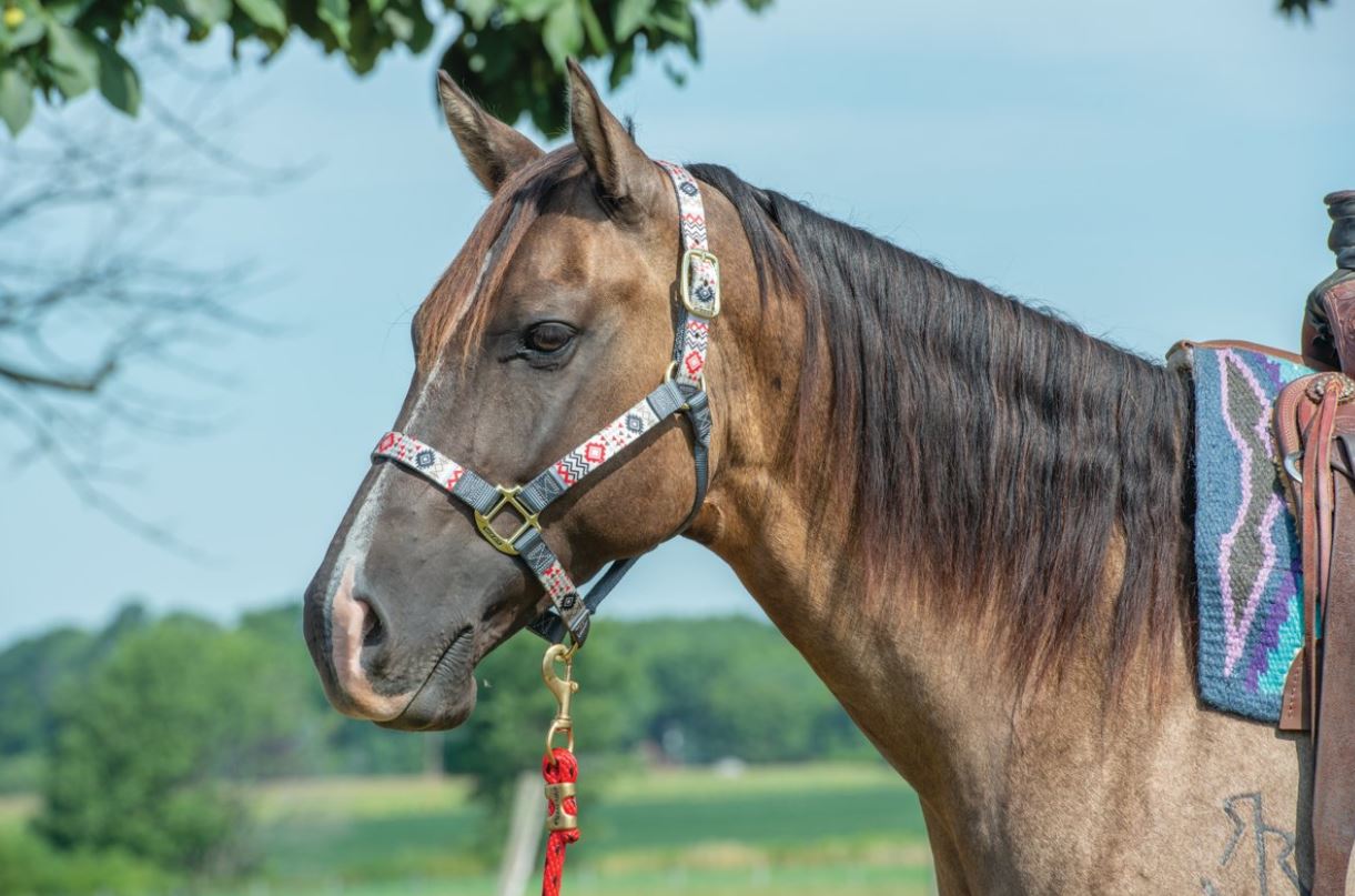 Weaver Adjustable Chin and Throat Snap Nylon Halter - Average